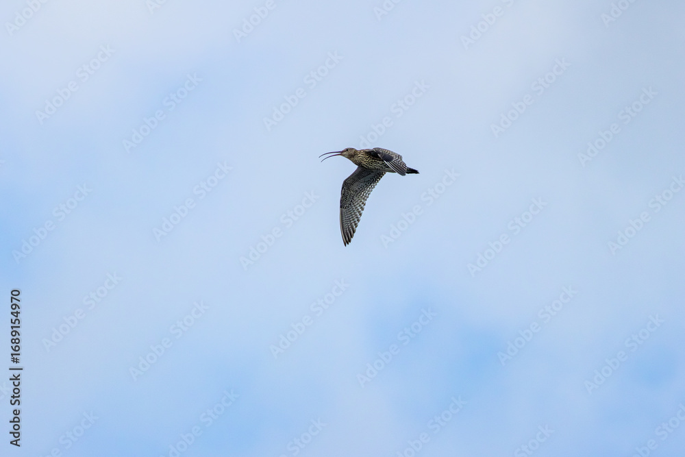 Obraz premium Eurasian Curlew (Numenius arquata) on Bull Island, Dublin. Commonly found in Europe and Asia.