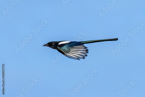 Photography Magpie (Pica pica) in National Botanic Gardens, Dublin