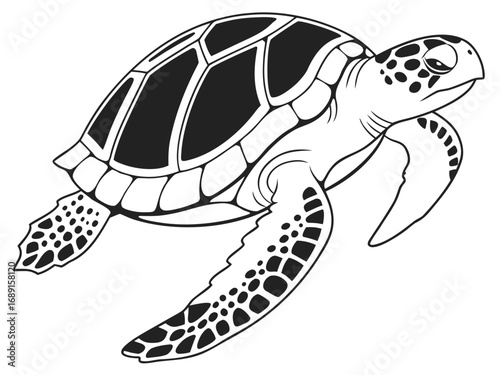 turtle vector illustration