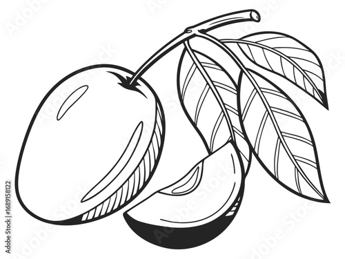 vector illustration of ripe plums