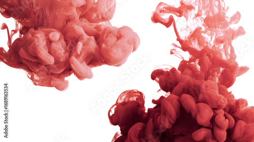 wer, pink, carnation, nature, love, rose, isolated, plant, bouquet, beauty, bloom, red, flowers, blossom, floral, petal, closeup, decoration, beautiful, color, flora, spring, garden, pattern, macro