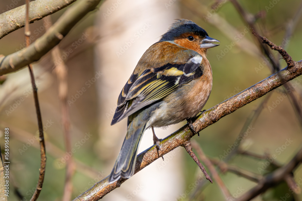 Fototapeta premium Male Chaffinch (Fringilla coelebs) in Botanic Gardens. Commonly found in Europe and North Africa.