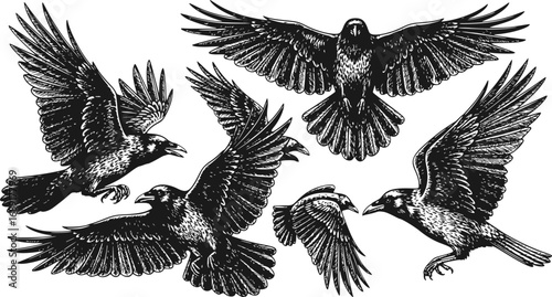 set of Flying Crow Vector Sketch, Hand-Drawn Engraved Style Illustration of Large Black Bird and Vintage Raven Drawing