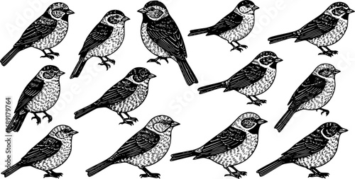 Vector Collection of Hand-Drawn Bird Illustrations in Engraved Style Featuring Backyard Songbirds on Vintage Background with Detailed Wildlife Drawings