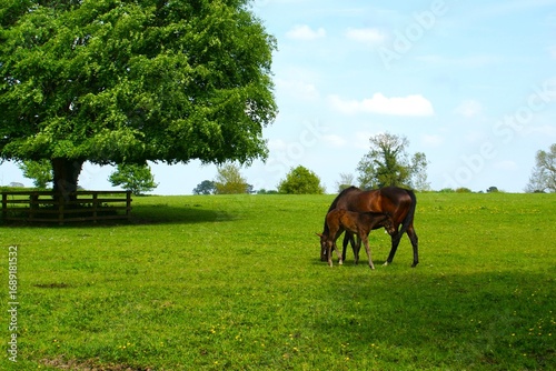A mare with a foal in a meadow. 