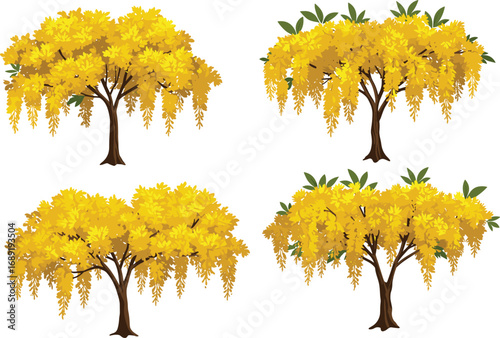 Golden shower tree vector set with four tropical flowering illustrations, yellow blossom design, botanical garden plants, seasonal decorative nature clipart collection
