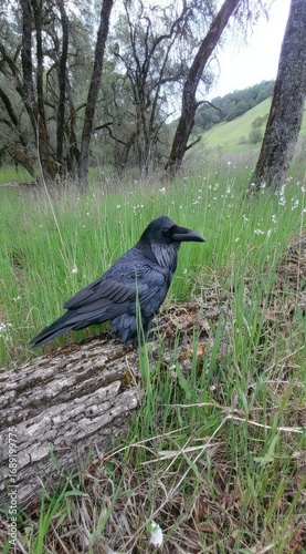 Black bird on a log in a grassy field. Bird is perched on rough bark in natural setting. Trees and hills in background, overcast sky