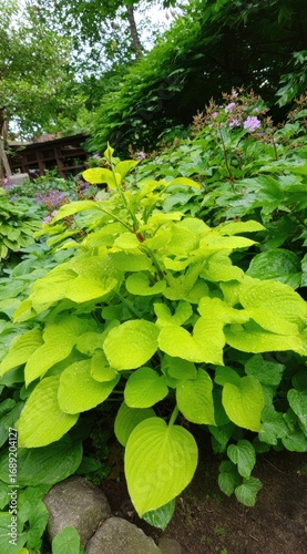 Vibrant chartreuse plant in a garden with a backdrop of lush greenery and a hint of a wooden structure
