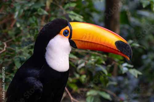 Close-up of a toucan with vibrant beak in the rainforest of Iguazu Falls, Argentina