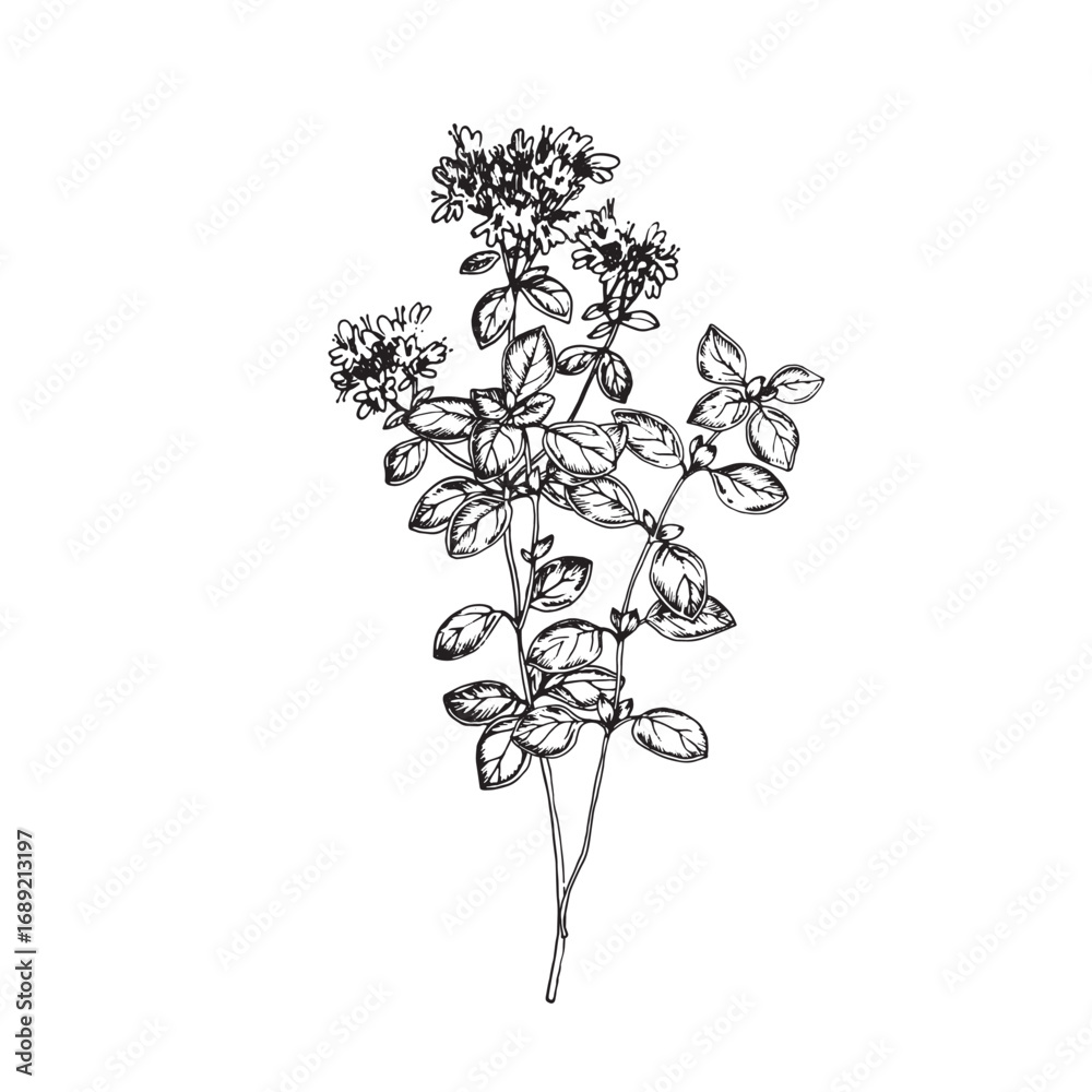 Naklejka premium Oregano branch with flowers. Vector illustration hand drawn with ink. Graphic isolated object for label design, restaurant menu