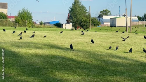 Wallpaper Mural Mysterious Gathering of Crows Graces Serene Green Field at Twilight Torontodigital.ca