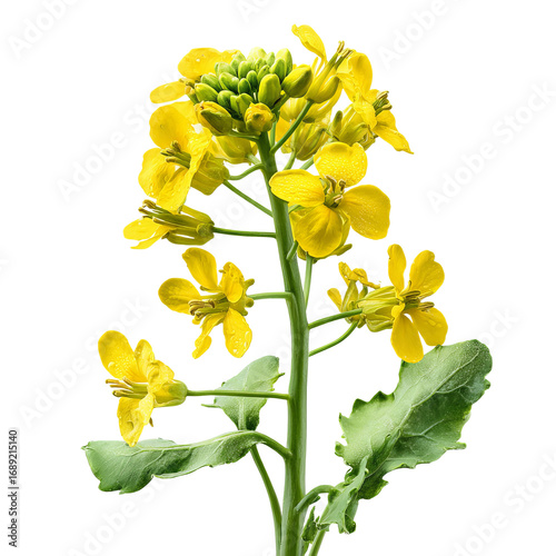 wild mustard plant isolated on white background
