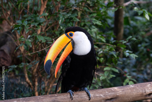 Close-up of a toucan with vibrant beak in the rainforest of Iguazu Falls, Argentina
