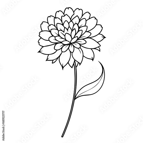  scabiosa columbaria line art  vector on white