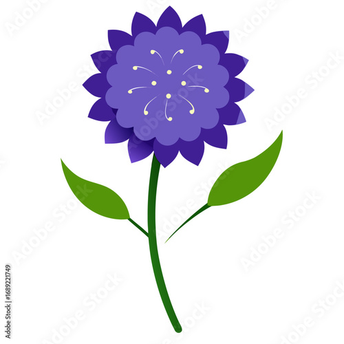 scabiosa columbaria vector illustration isolated