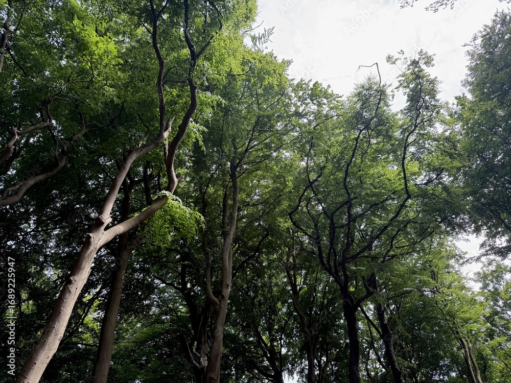 Fototapeta premium Beautiful green trees in park, low angle view
