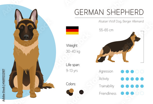 Dog infographic. Vector design template. Breed characteristics. German Shepherd	
