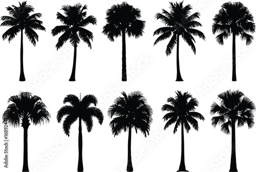 Collection of diverse silhouette palm trees with varying heights and frond styles against a clean white background