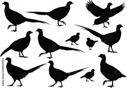 Collection of silhouette illustrations of pheasants and chicks in various poses and actions