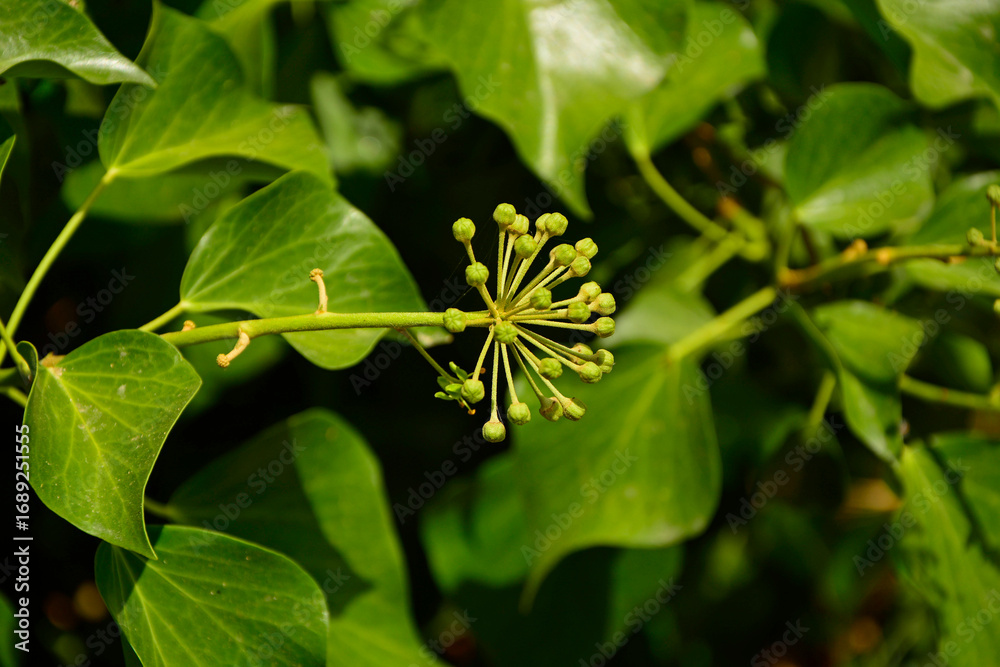 Obraz premium kwitnący bluszcz pospolity, nierozwiniete kwiaty bluszczu w zielonych paczkach, kwiatostan bluszczu, Hedera helix, Common Ivy flowers, ivy inflorescence