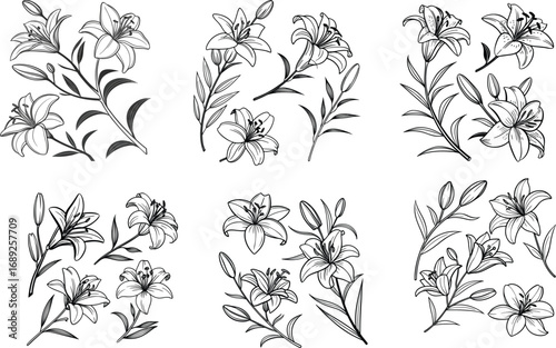 Elegant lily flower arrangements in black and white line art illustration on white background