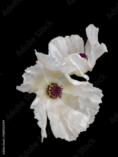 Papaver (Oriental Group) 'Royal Wedding' oriental poppy, Edinburgh, Scotland, United Kingdom