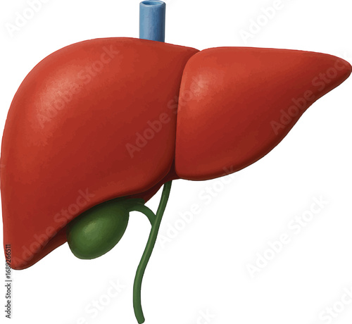 Human Liver Anatomy
