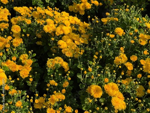 Chrysanthemum yellow beautiful flowers in garden 