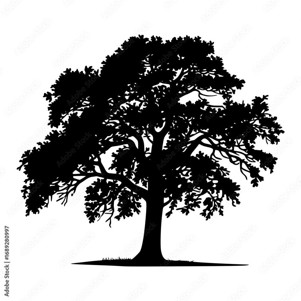 Fototapeta premium Majestic silhouette of a mature oak tree symbolizing nature's strength and enduring beauty for design projects.
