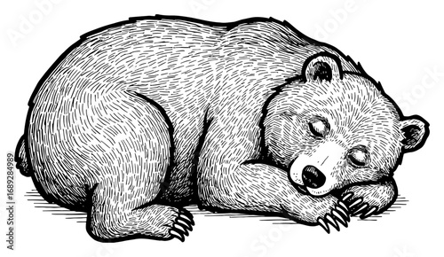Cute Sleeping Bear Curled Up and Resting Peaceful Black and White Outline Line Art Drawing