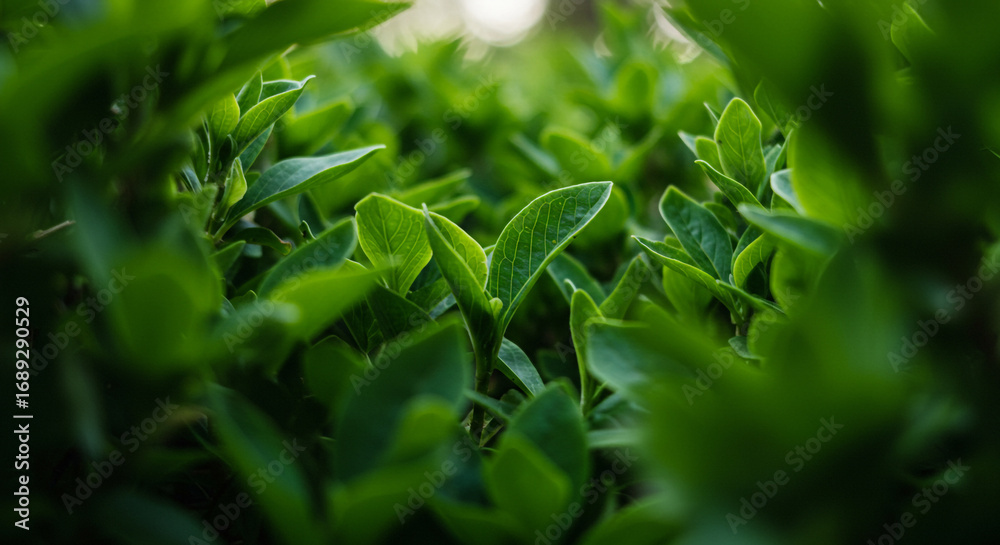 Naklejka premium Vibrant green leaves close up showing natural texture and fresh growth, perfect for nature and wellness themes.