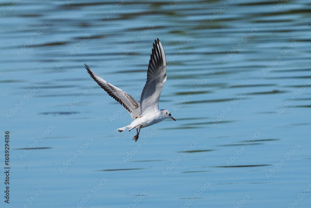 Fototapeta premium junge Möwe im Flug, 