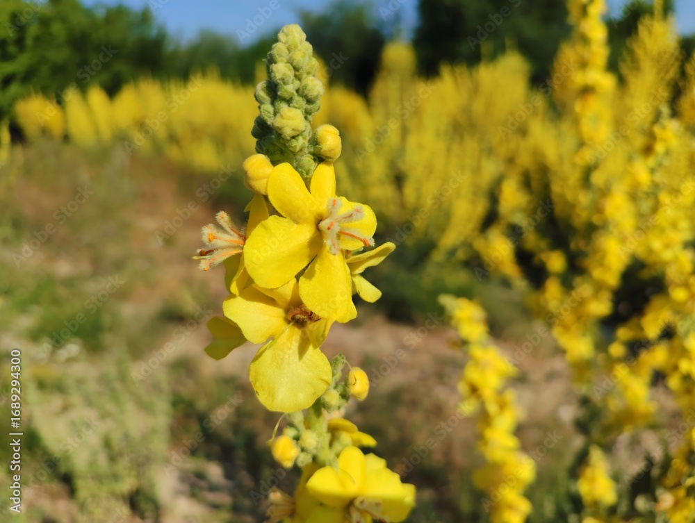Obraz premium Beautiful horizontal image photo verbascum lychnitis mullein velvet plant yellow flowers close-up ultra hd high quality resolution background photography backdrop wallpaper perfect for campaigns 