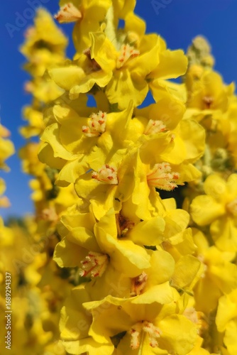 Beautiful vertical image photo verbascum lychnitis mullein velvet plant yellow flowers close-up ultra hd high quality resolution background photography backdrop wallpaper perfect for campaigns 