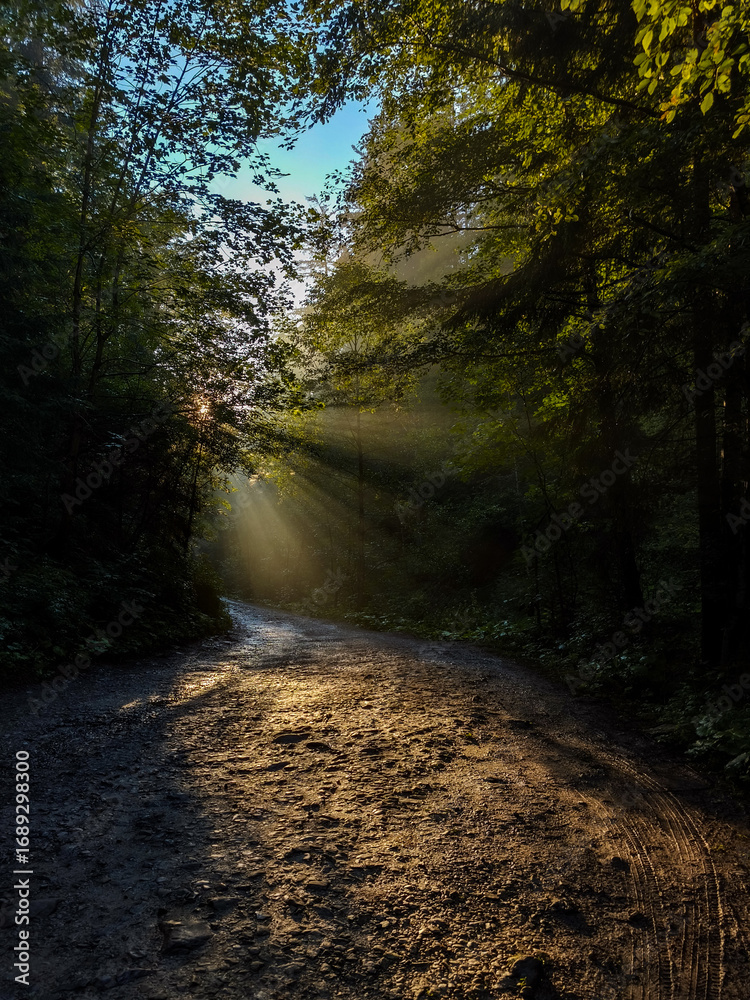 Fototapeta premium road in the forest and rays of sun shining through the tree branches 
