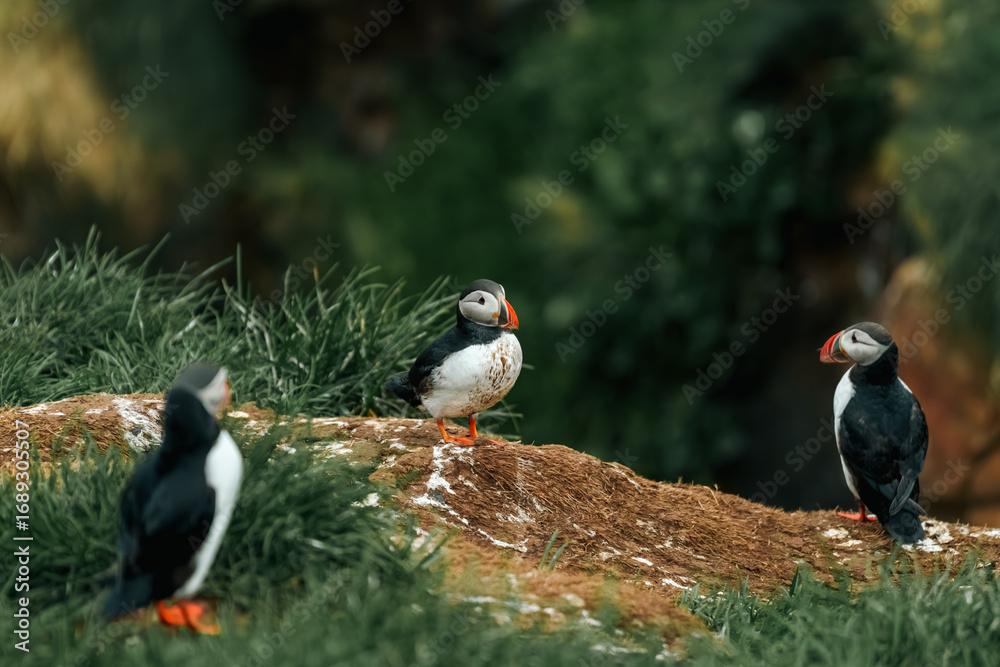 Fototapeta premium puffin in iceland