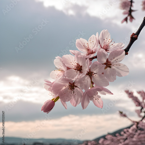 The Delicate Beauty of Cherry Blossoms