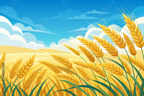 wheat field and blue sky