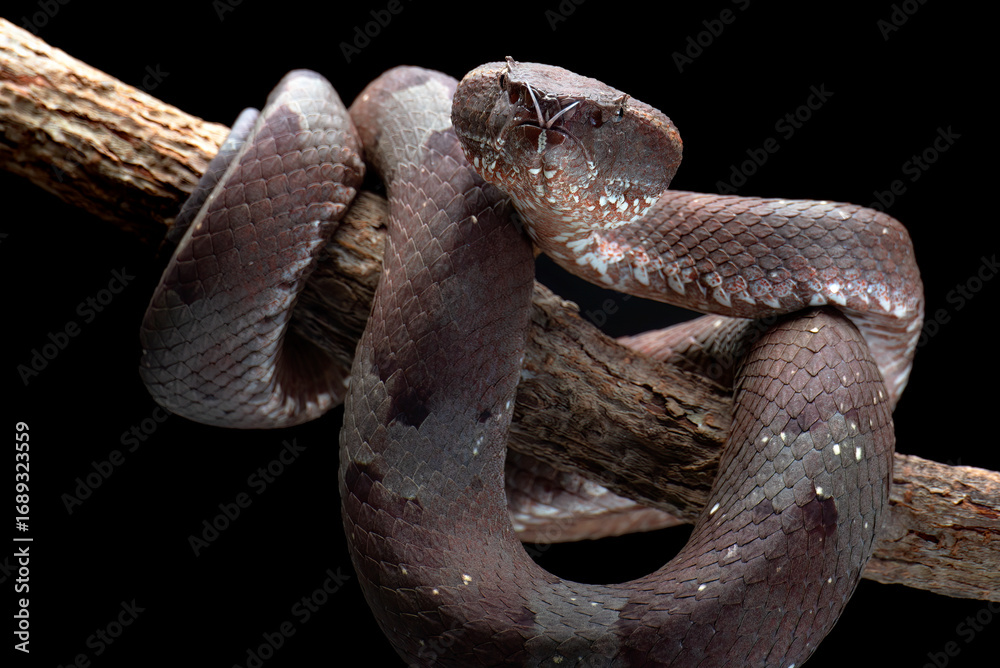Obraz premium Close-up of viper on tree, Mangrove pit viper on a tree branch