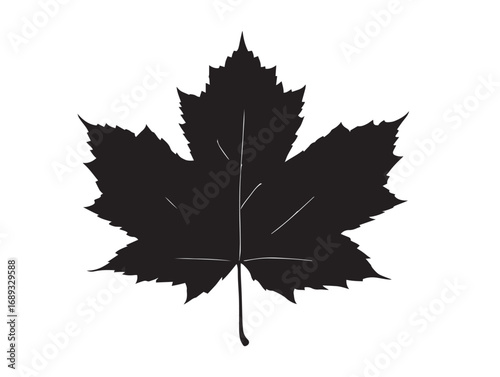 Elegant maple leaf silhouette vector solid illustration