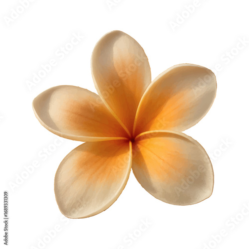 Frangipani flower isolated on white background with tropical blossom and natural beauty