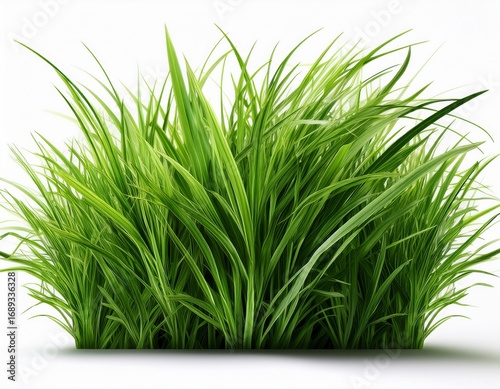 long green grass isolated on white background