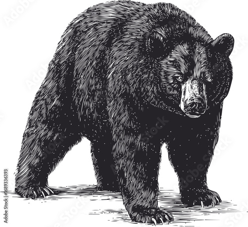 Detailed black bear illustration in monochrome, wildlife art. Vector illustration