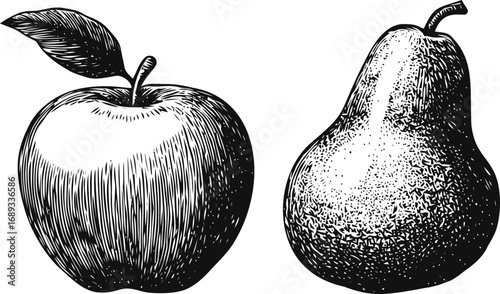 Black and white vintage drawing of apple and pear, engraving style art. Vector illustration