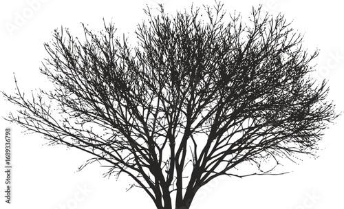 Silhouette of a leafless tree with intricate branch pattern. Vector illustration
