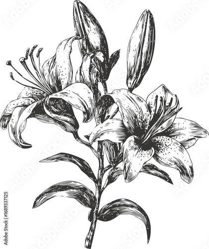 Detailed black and white sketch of blooming lilies in graceful arrangement. Vector illustration