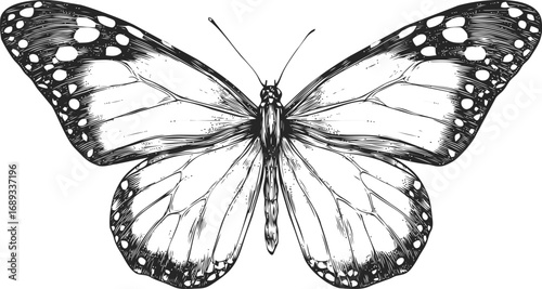Detailed black and white illustration of a butterfly with intricate patterns. Vector illustration