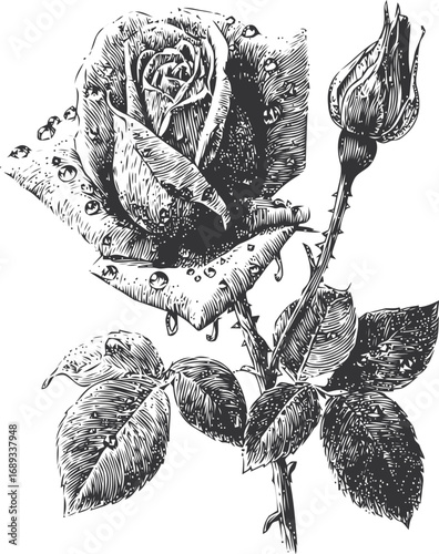 Black and white illustration of a rose with dew and thorny stem, botanical art. Vector illustration