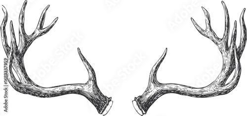 Detailed black and white drawing of symmetrical deer antlers, vintage sketch. Vector illustration