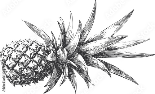 Detailed black and white illustration of a pineapple with spiky leaves. Vector illustration